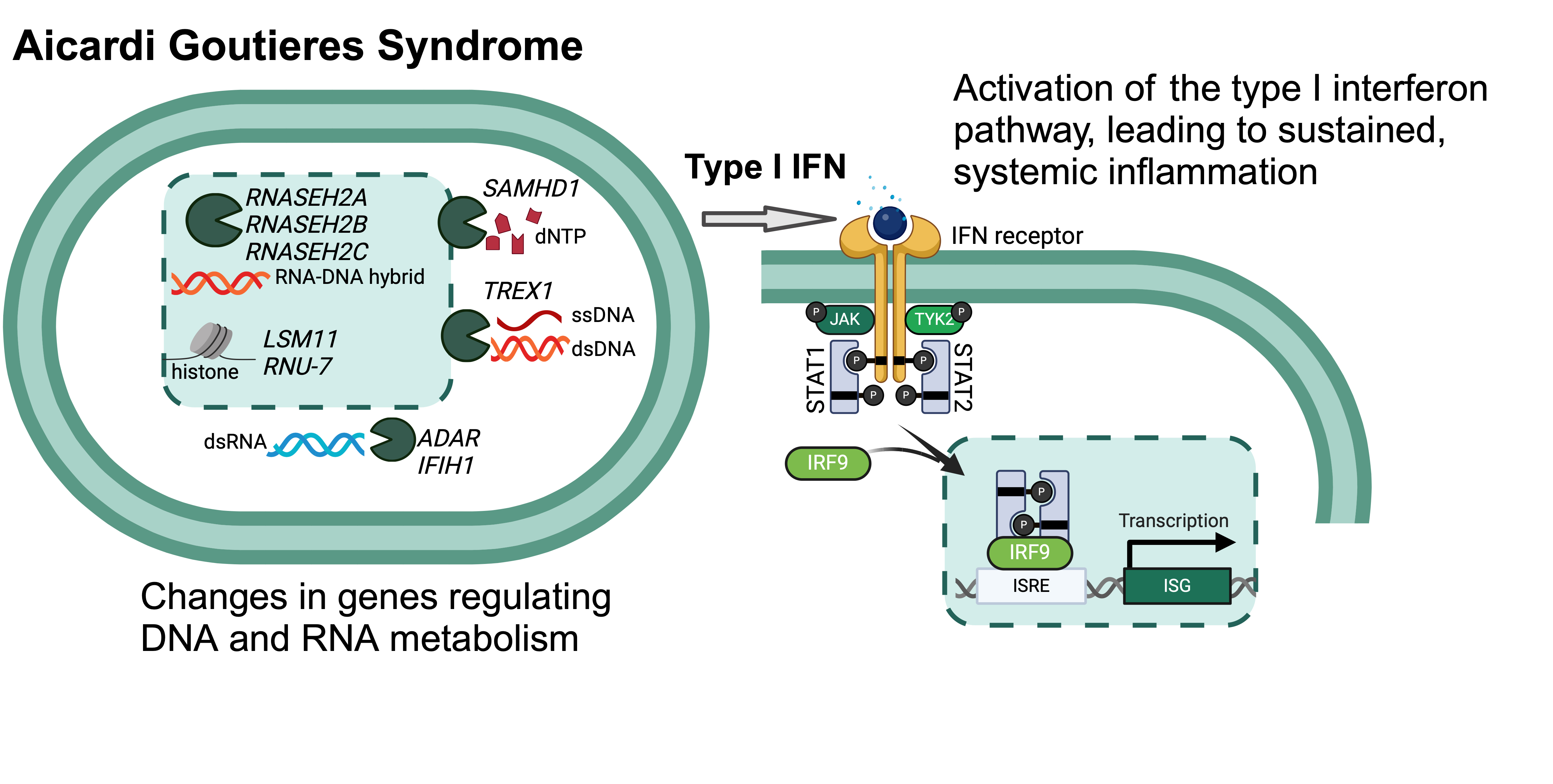 AGS disease mechanism