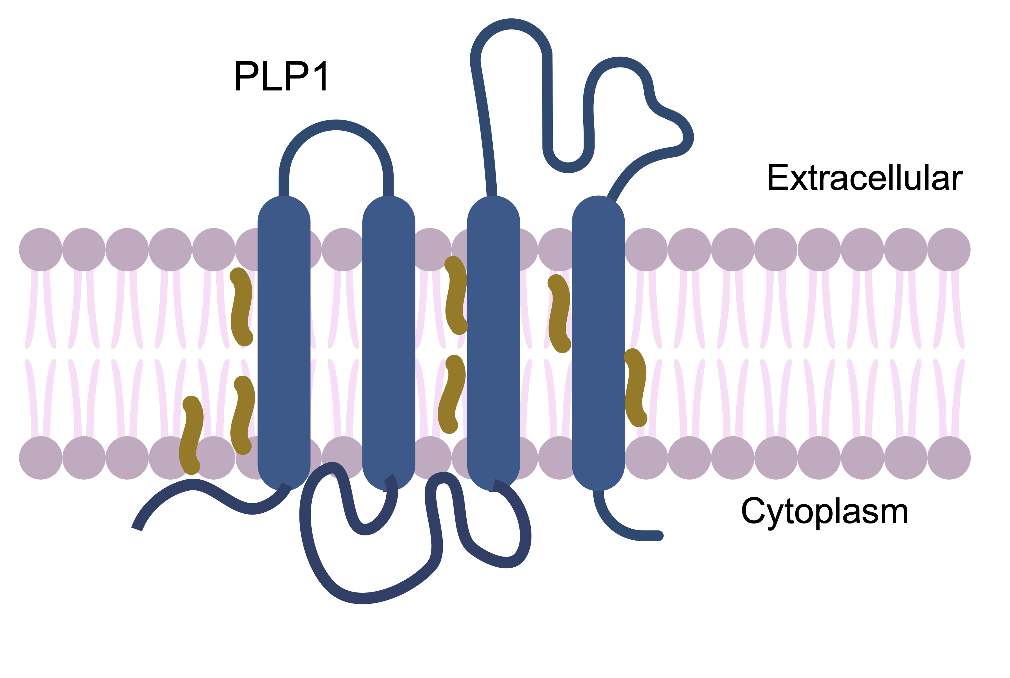 PMD disease mechanism