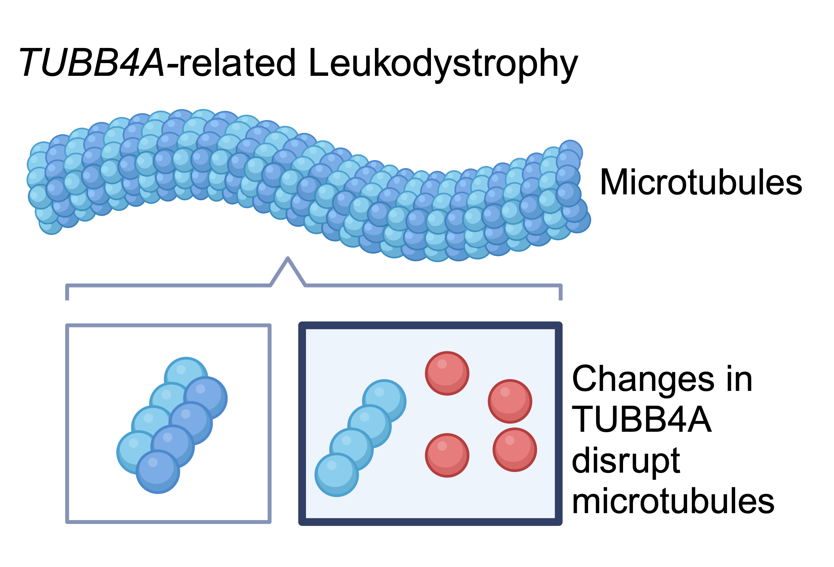 TUBB4A disease mechanism